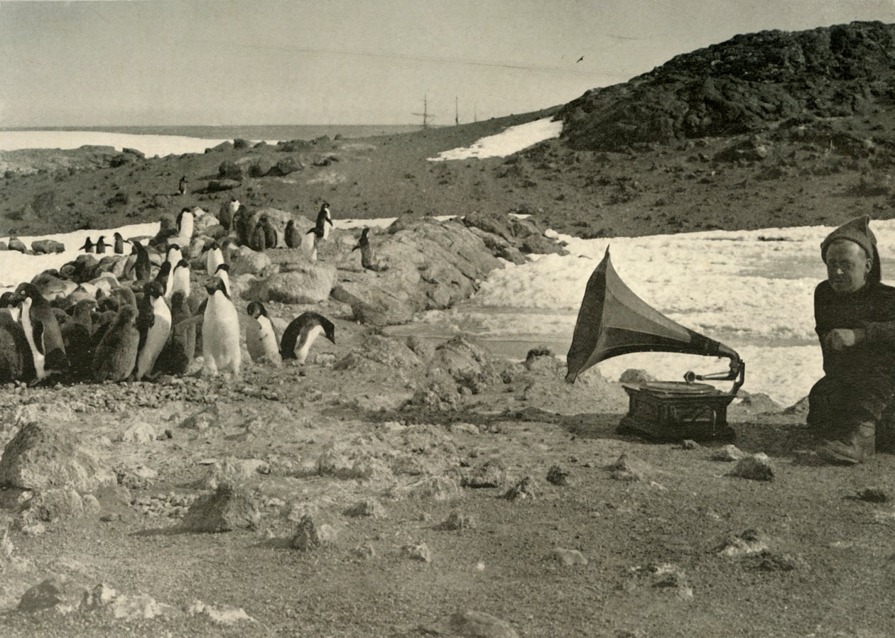 Pinguini che ascoltano il grammofono durante l