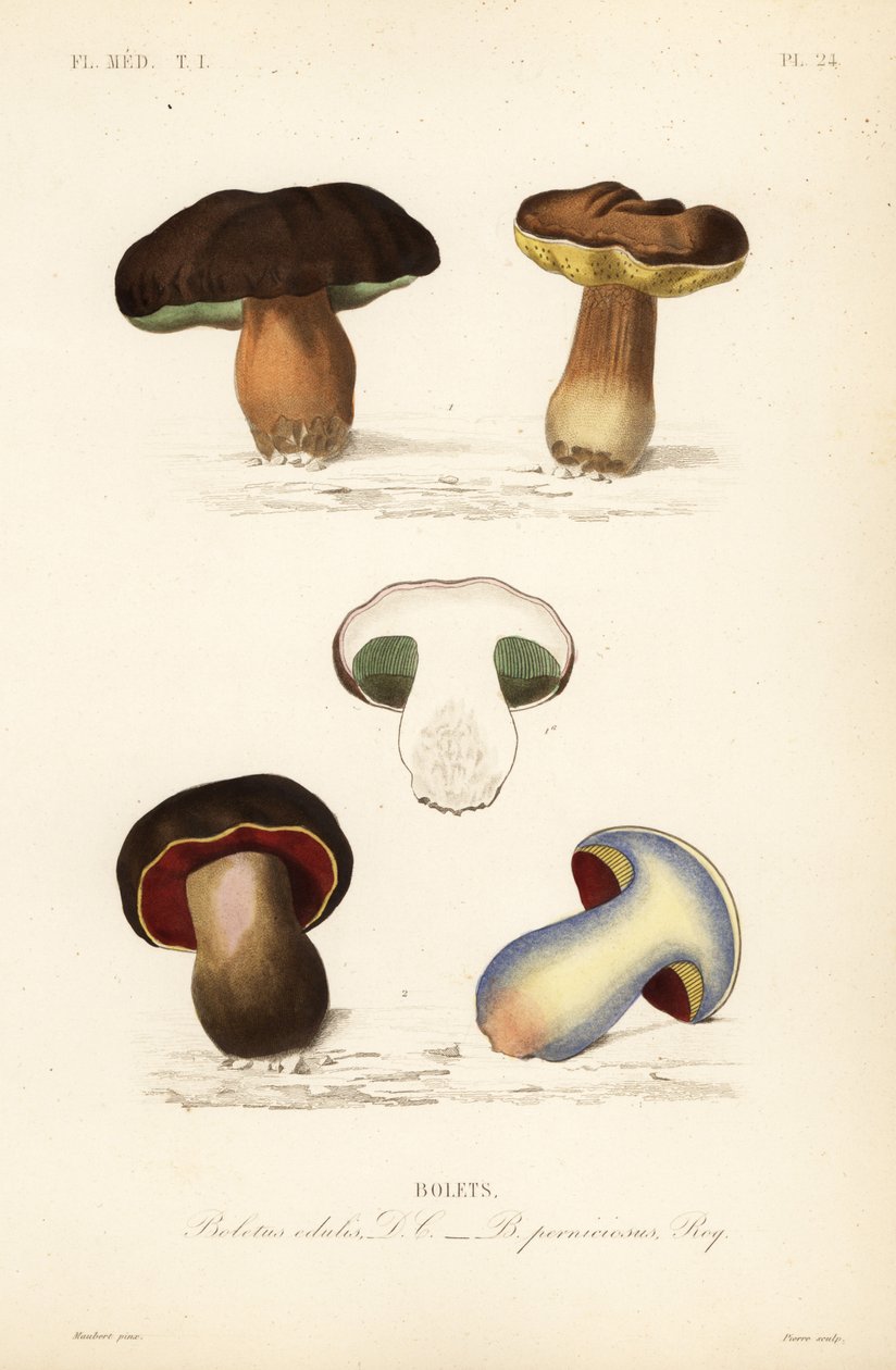 Porcino, Boletus edulis, e boleto lurido, Suillellus luridus da Unbekannt