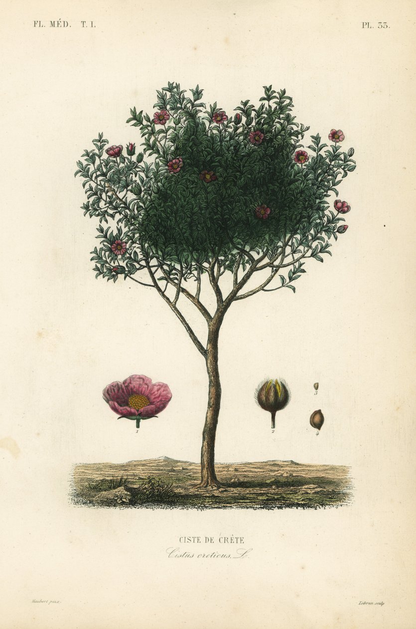 Cisto rosa, Cistus creticus da Unbekannt