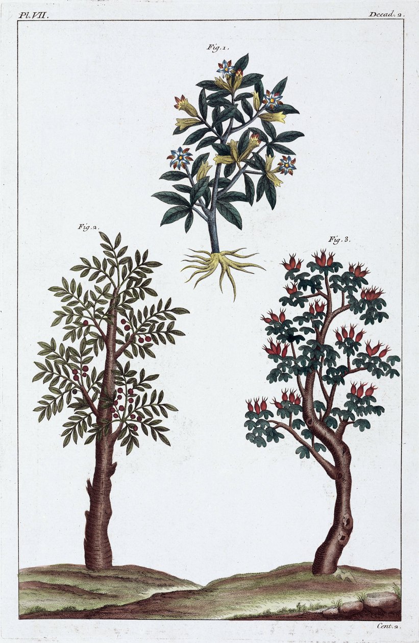Piante medicinali, Cina da Unbekannt