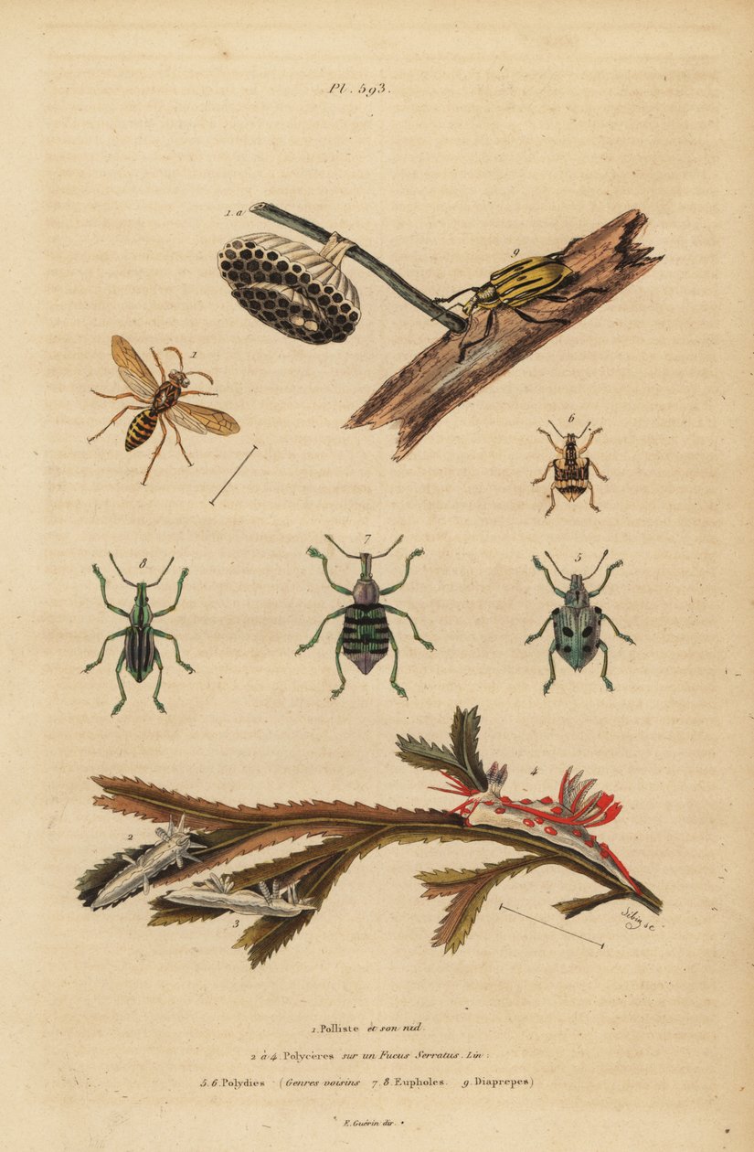 Polistes gallicus, vespa di carta e nido, punteruolo blu, Eupholus schoenherri, punteruolo delle radici, Diaprepes abbreviatus, nudibranchi Polycera, Ancula gibbosa, ancula atlantica, su alghe da Unbekannt