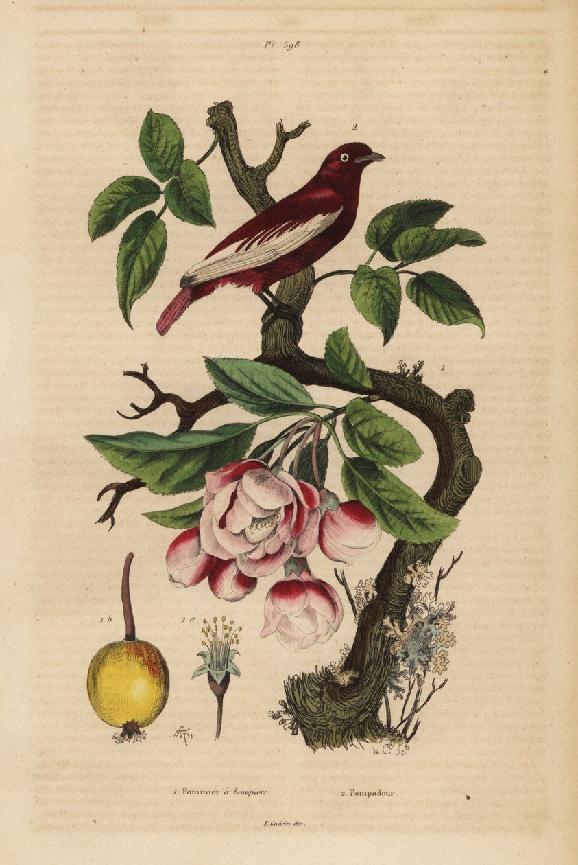 Cotinga pompadour, Xipholena punicea, su un melo, Malus pumila, frutta, fiori da Unbekannt