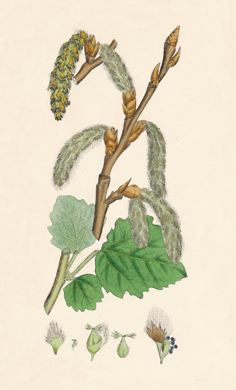 Populus canescens. Pioppo grigio, XIX secolo da Unbekannt