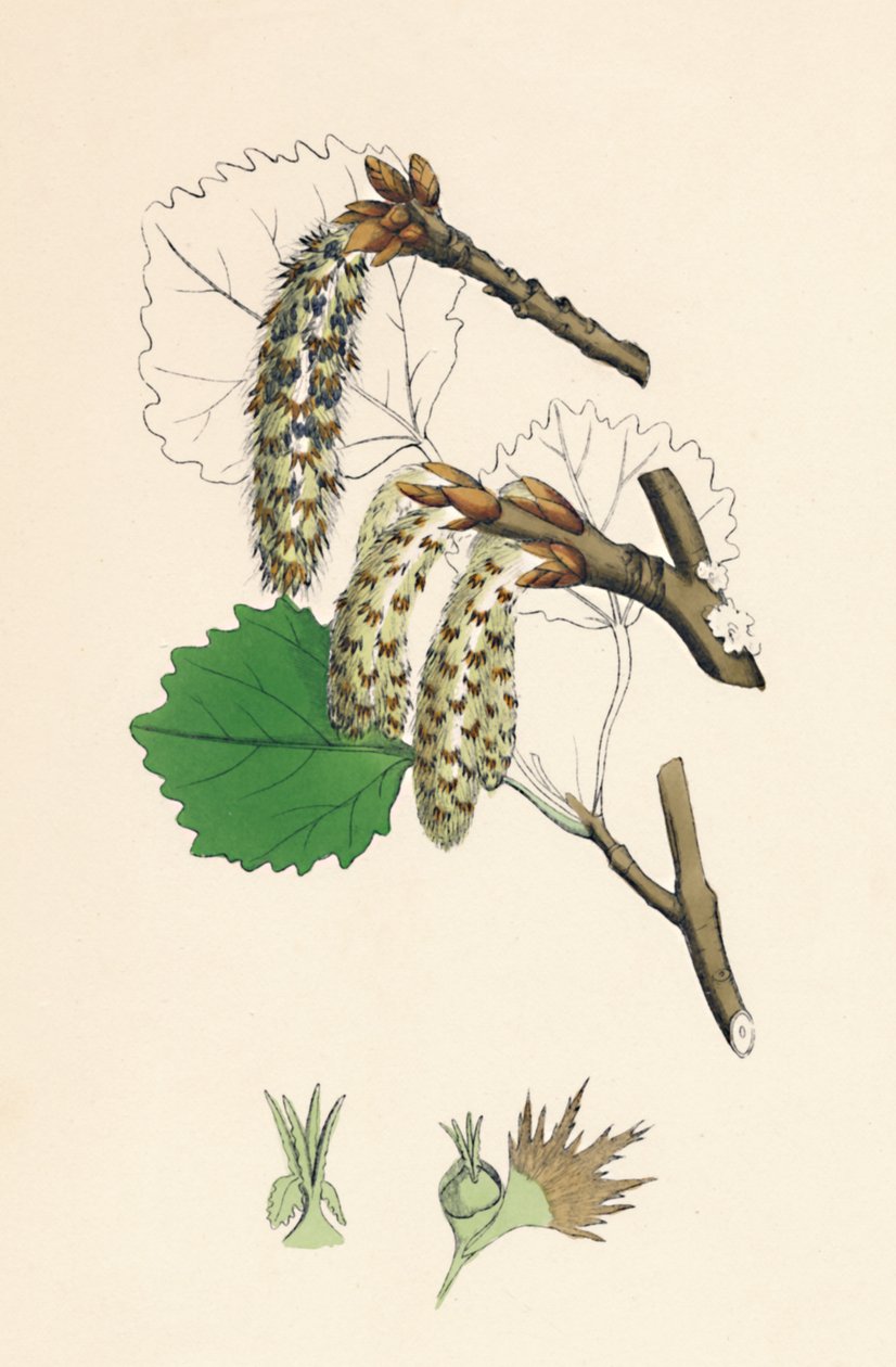 Populus tremula. Pioppo tremulo, XIX secolo da Unbekannt