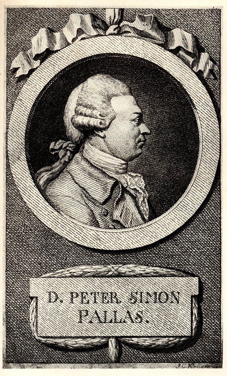 Ritratto dello zoologo e botanico Peter Simon Pallas da Unbekannt