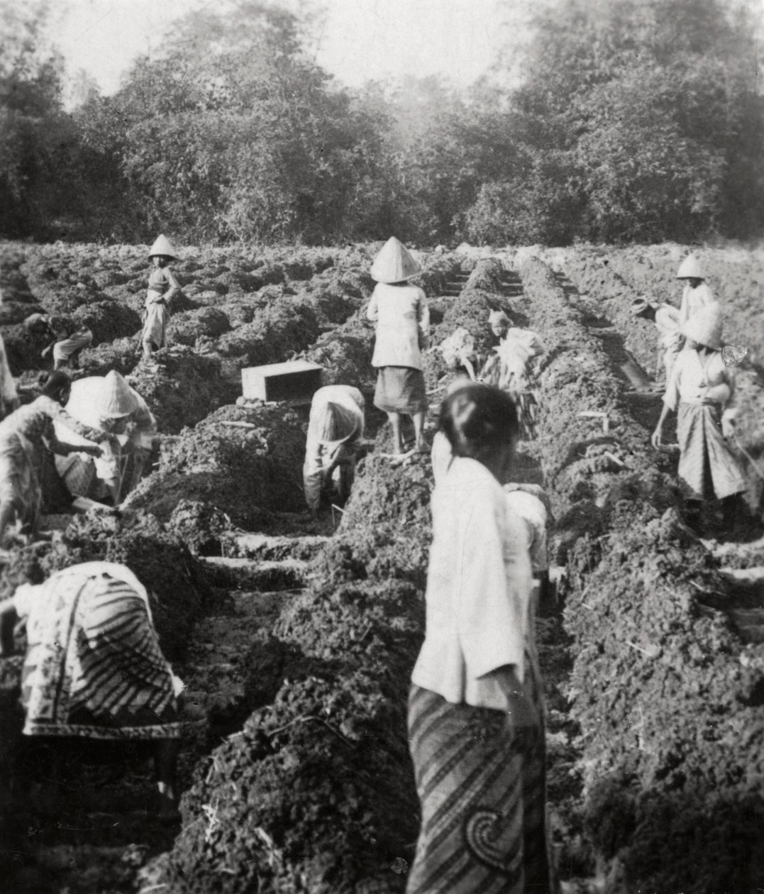 Preparazione dei canali di irrigazione in una piantagione di zucchero, Giava, Indie orientali olandesi, 1927 da Unbekannt