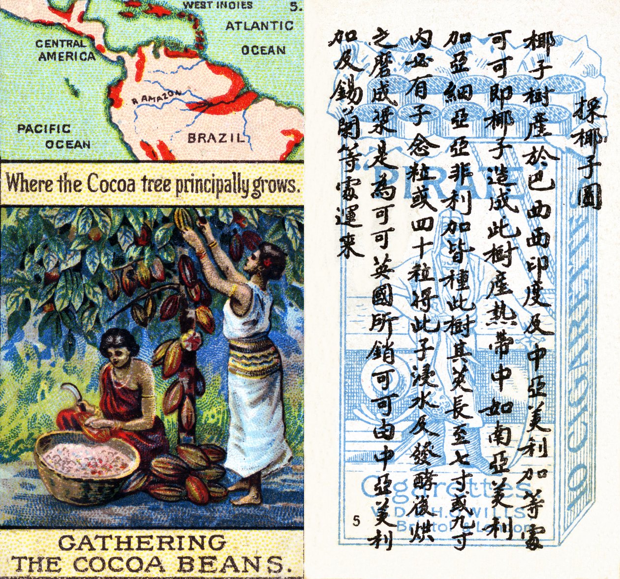 Principali aree di produzione del cacao, dalla serie di carte da sigaretta 