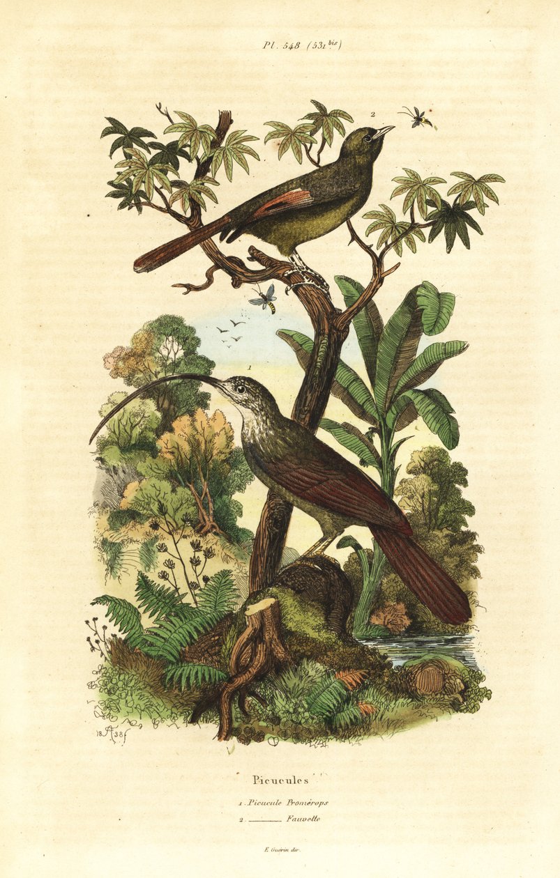 Beccospino dal becco rosso, Campylorhamphus trochilirostris e rampichino olivaceo, Sittasomus griseicapillus da Unbekannt