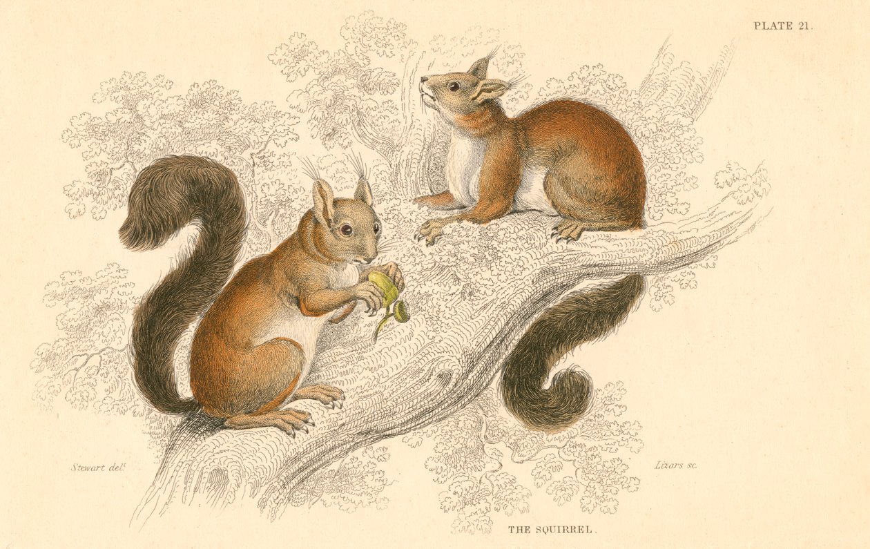 Scoiattolo rosso Sciurus vulgaris, roditore arboricolo nativo di Europa e Asia da Unbekannt