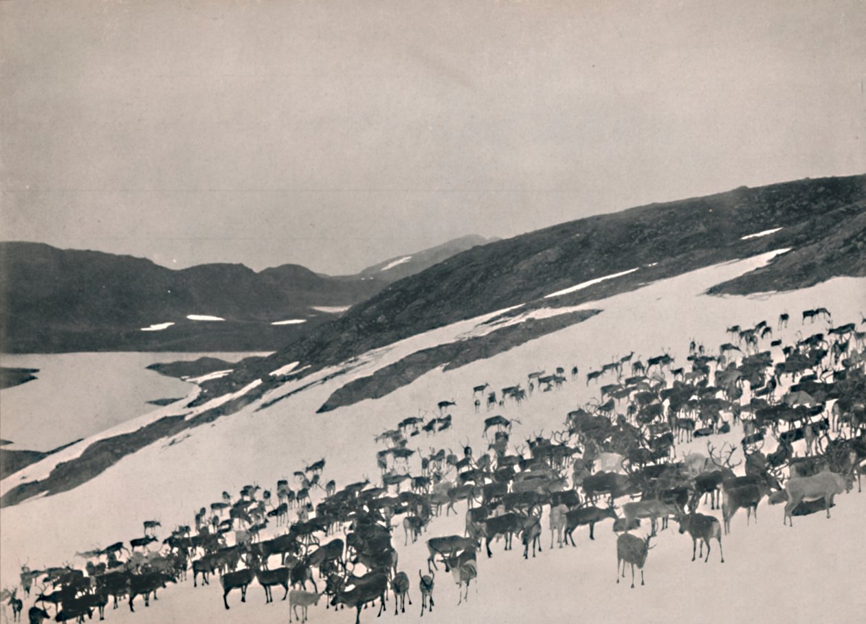 Renna sulle montagne, 1914 da Unbekannt