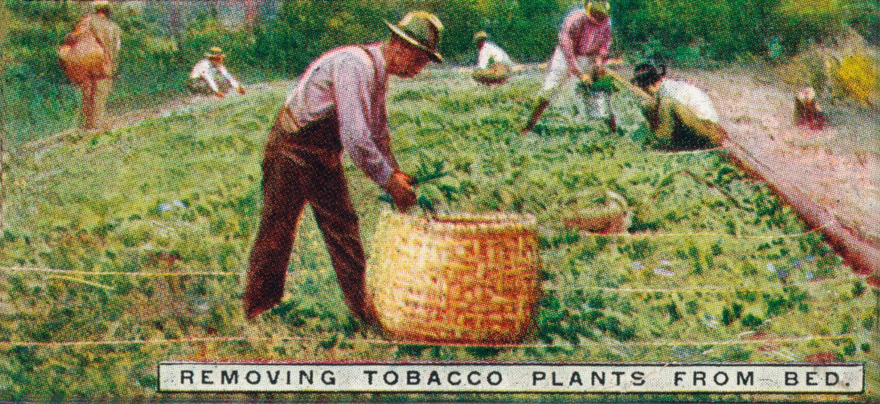 Rimozione delle piante di tabacco dal letto, 1926 da Unbekannt