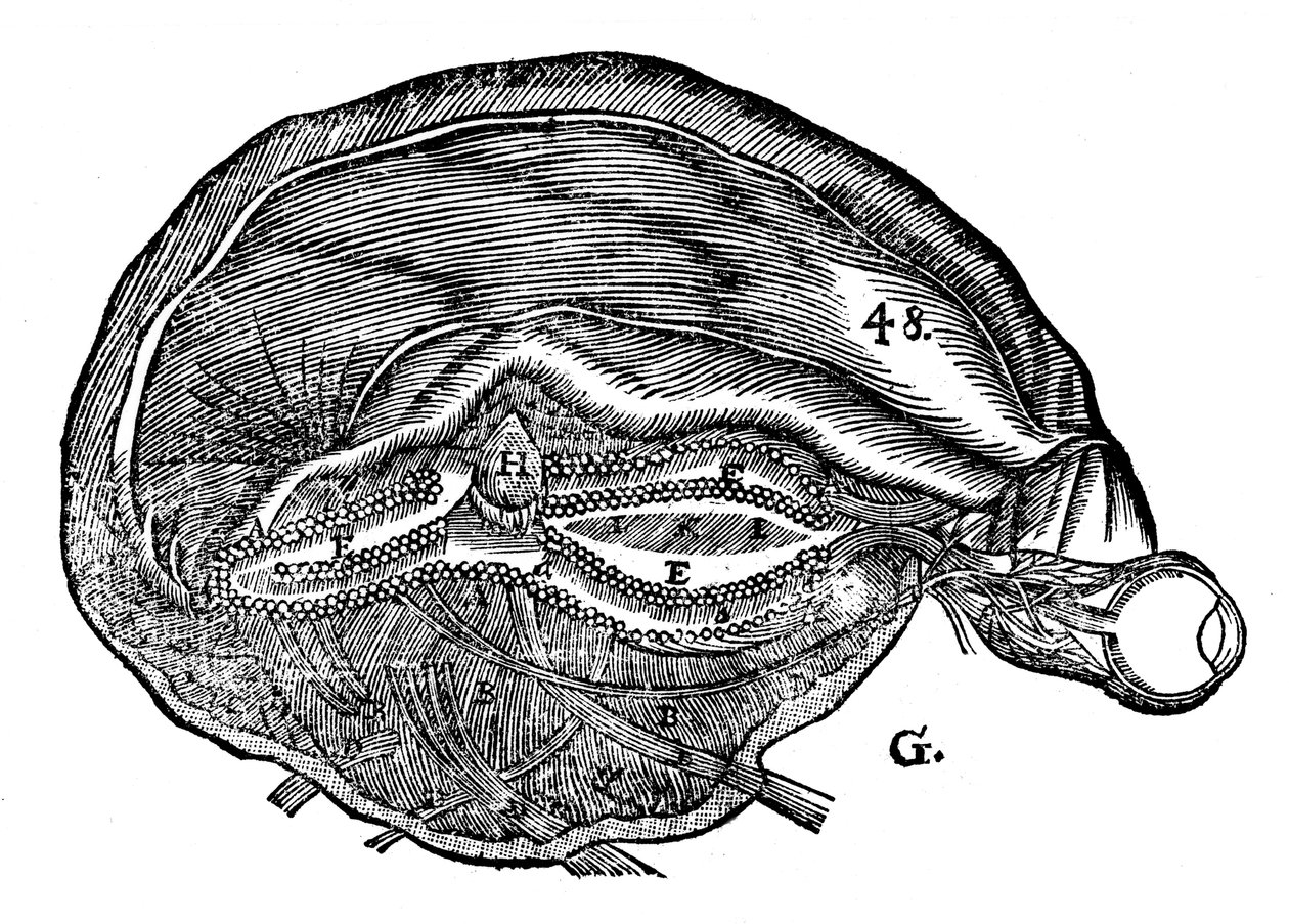 Diagramma del cervello umano e dell