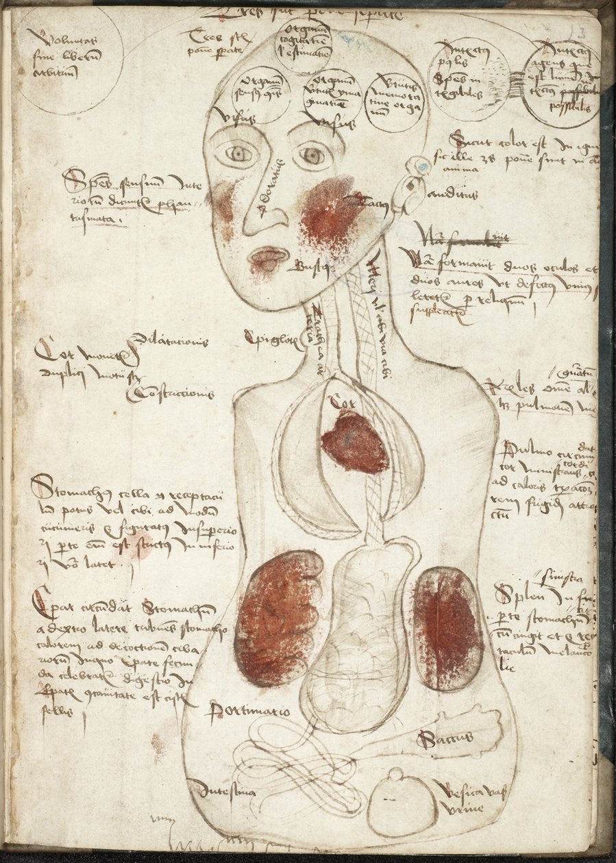 Rappresentazione di una teoria aristotelica della coscienza Da: De corpore et anima da Unbekannt