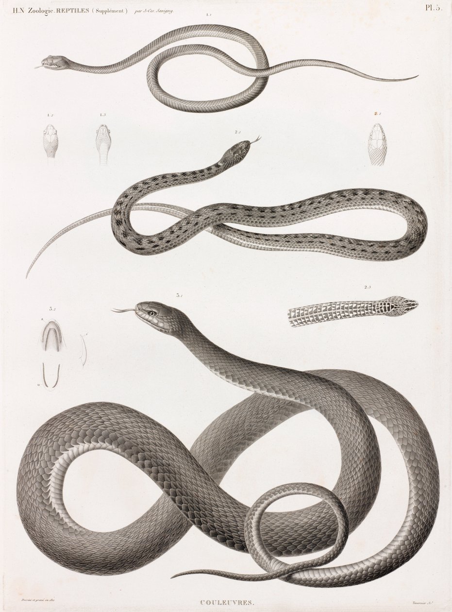 Rettili: serie di illustrazioni di serpenti da Unbekannt