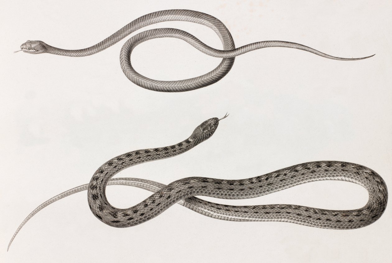 Rettili: due immagini ravvicinate di illustrazioni di serpenti da Unbekannt