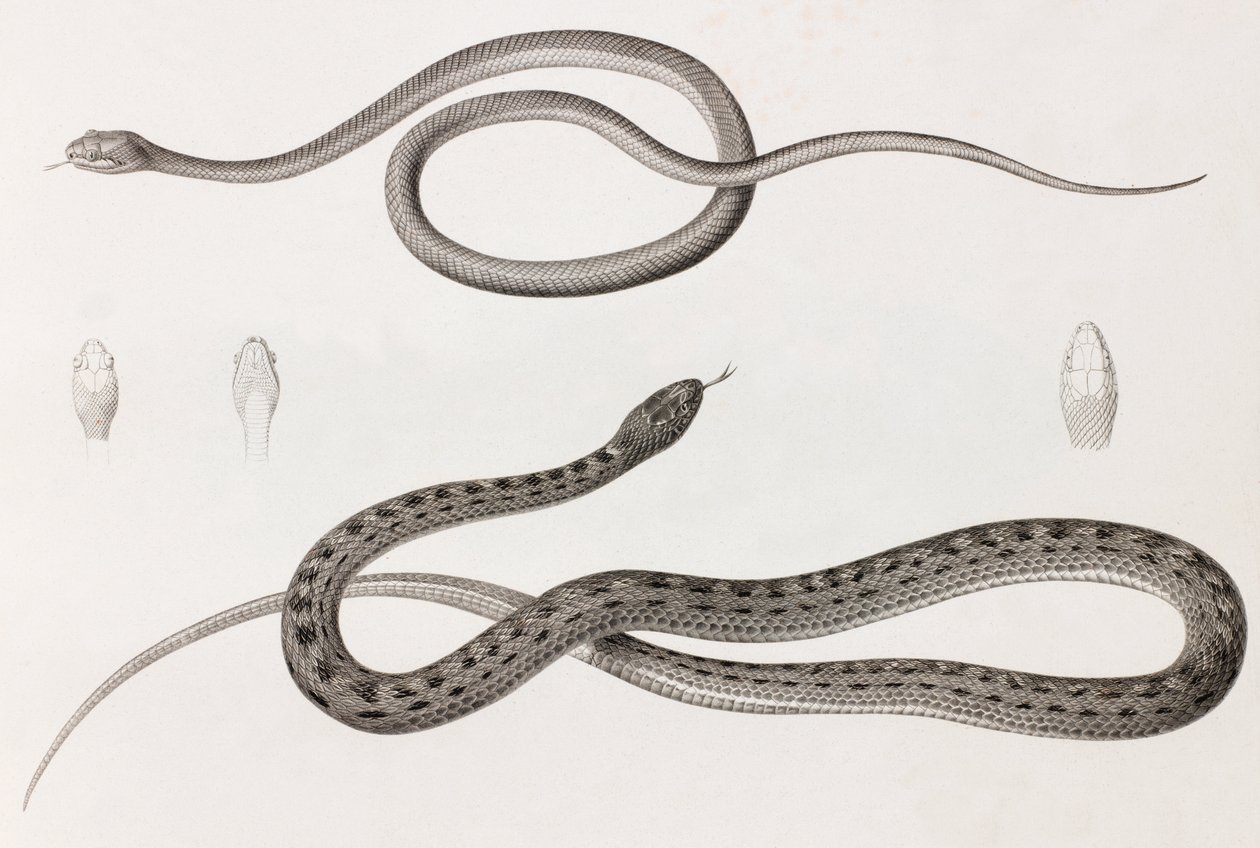 Rettili: due immagini ravvicinate di illustrazioni di serpenti da Unbekannt