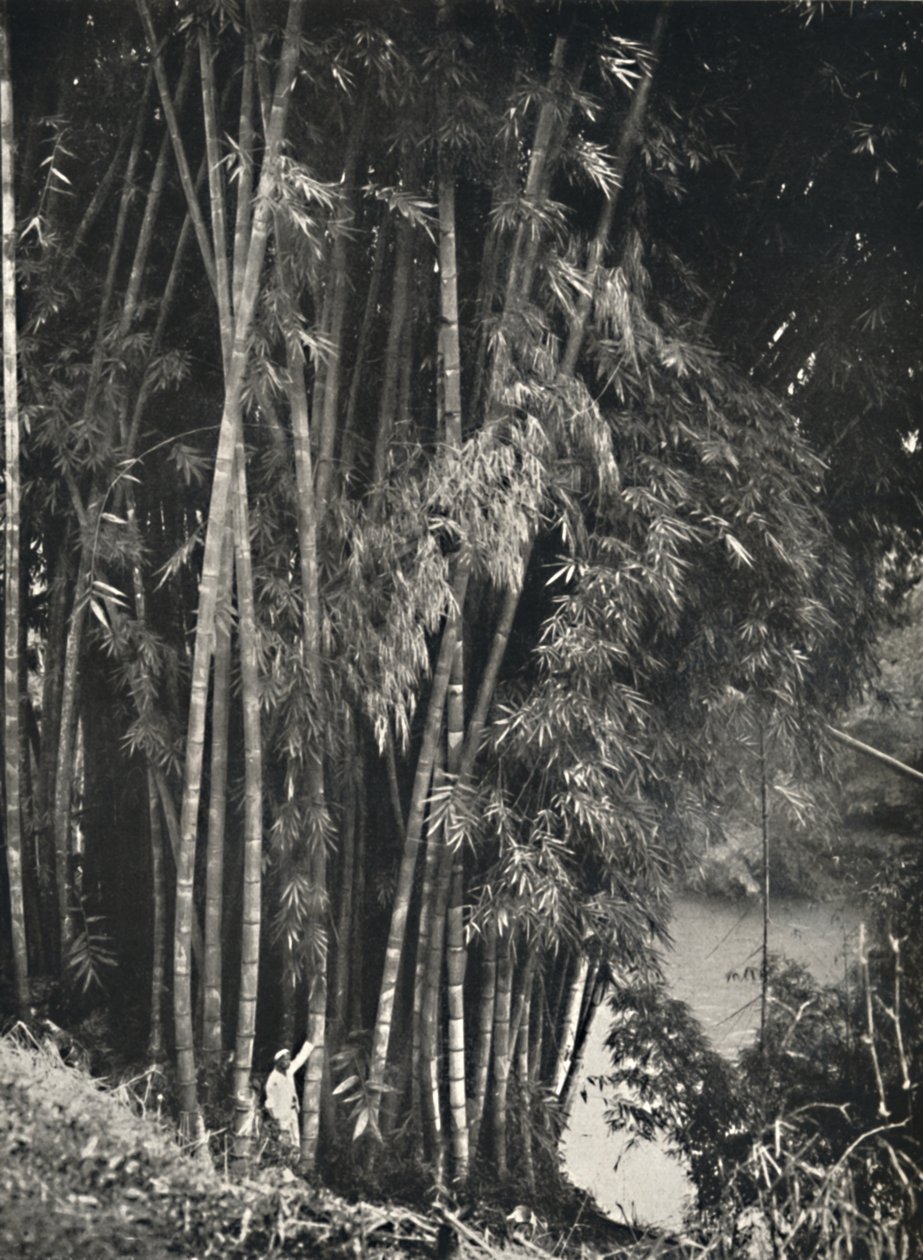 Riesenbambus Dendrocalamus giganteus a Peradeniya presso Kandy, 1926 da Unbekannt
