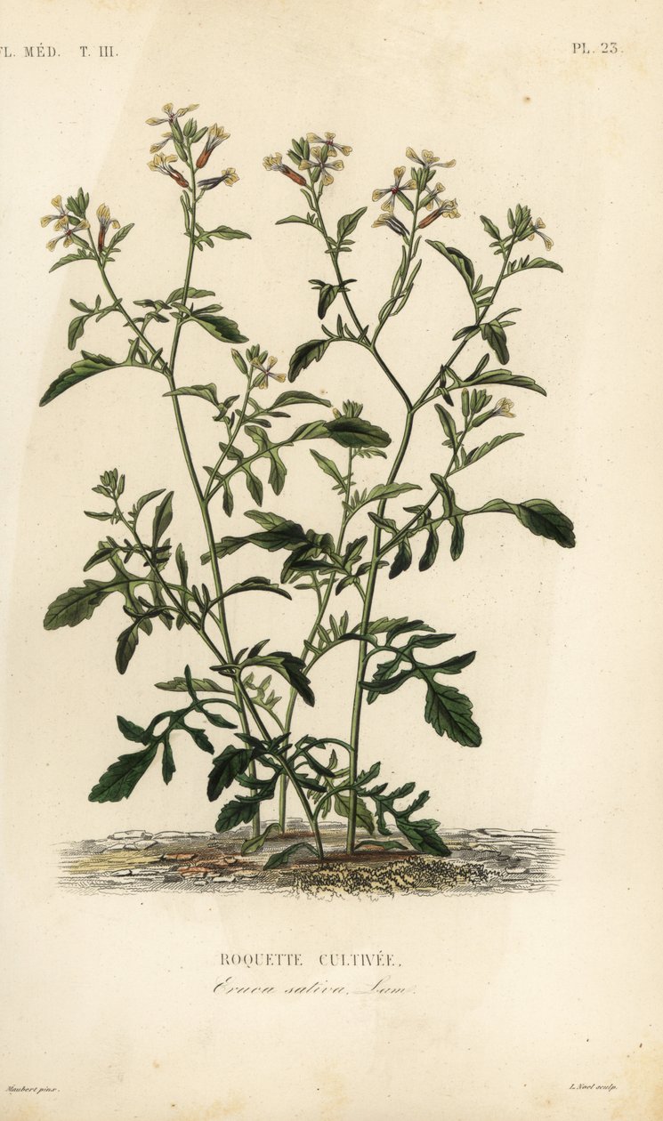 Rucola, Eruca vesicaria, Eruca sativa, Roquette cultivee da Unbekannt
