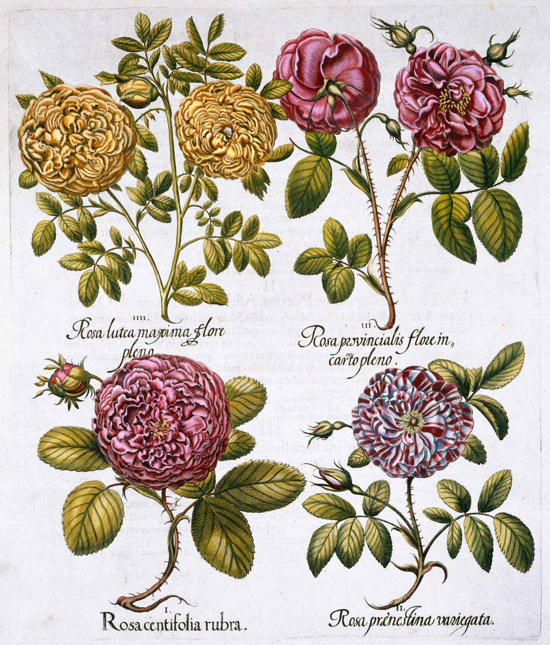 Rose, 1613 da Unbekannt