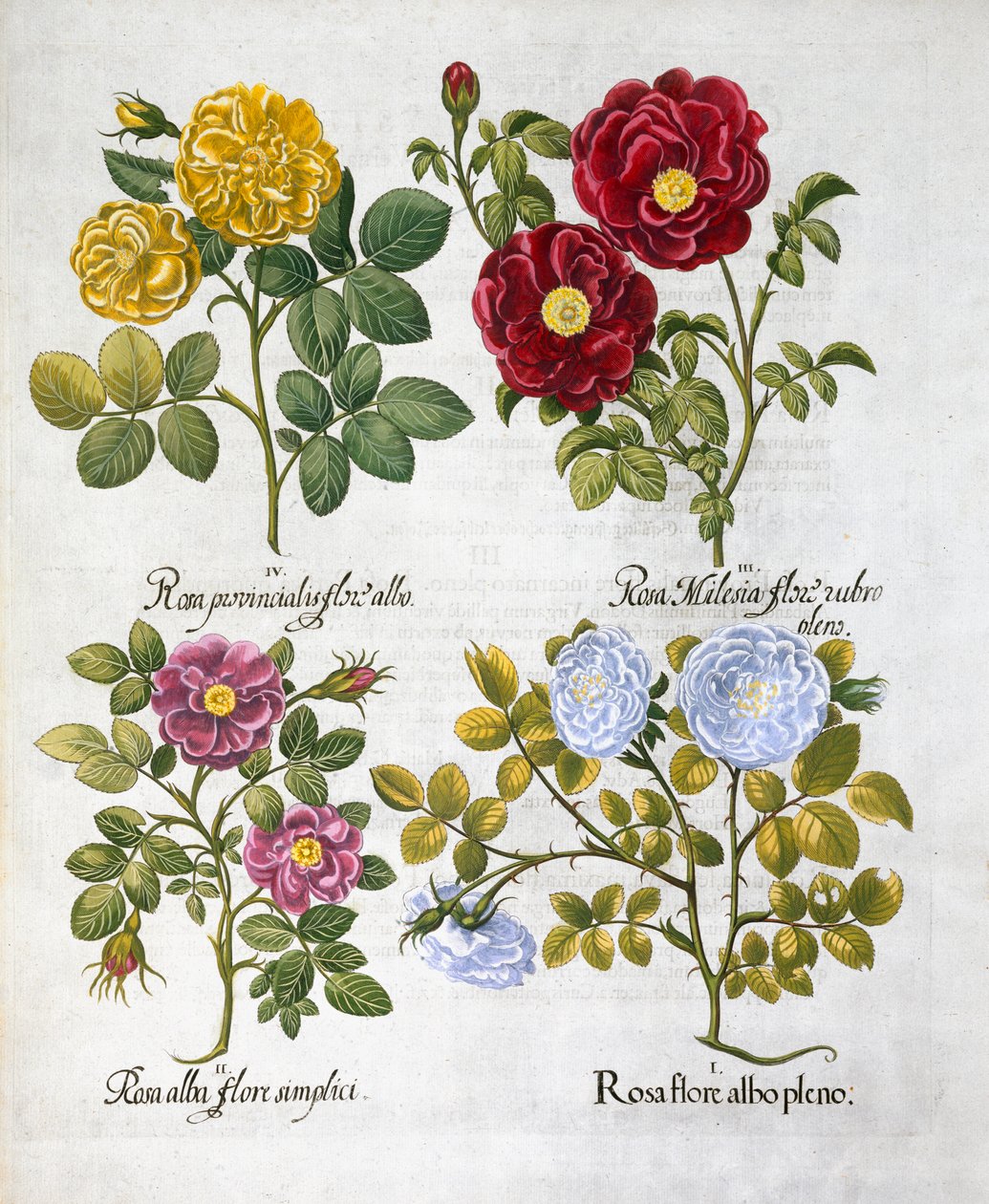 Rose, 1613 da Unbekannt