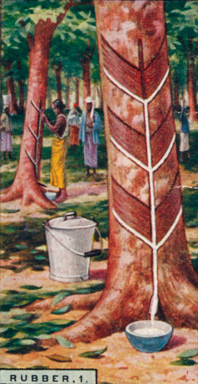 Gomma, 1. Raccolta degli alberi, Ceylon, 1928 da Unbekannt