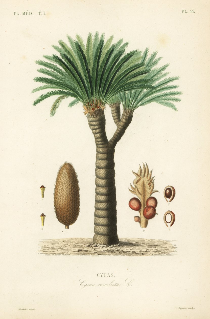 Palma di sago, Cycas revoluta da Unbekannt