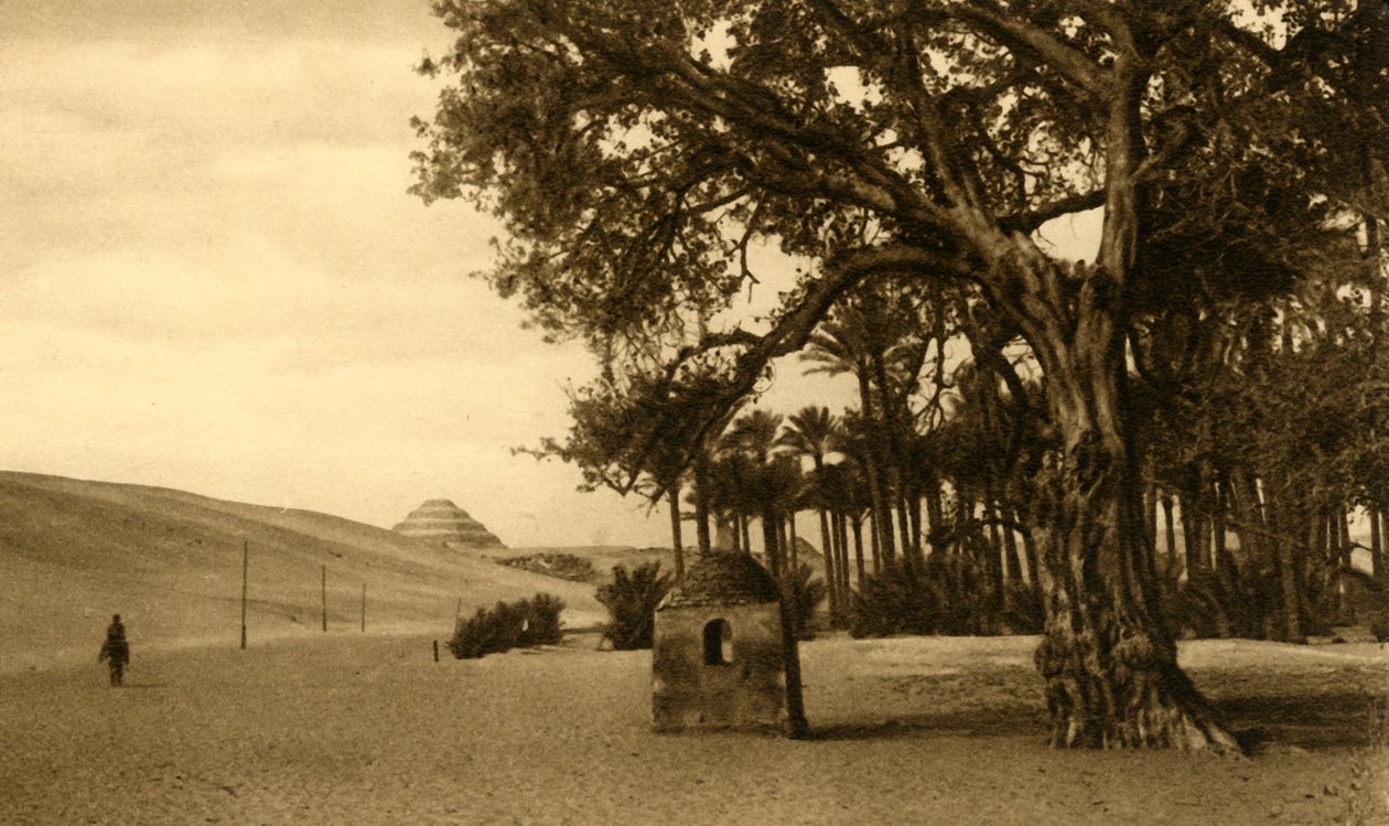 Saqqara - La Piramide a gradoni vista dal sicomoro, c1918-c1939 da Unbekannt