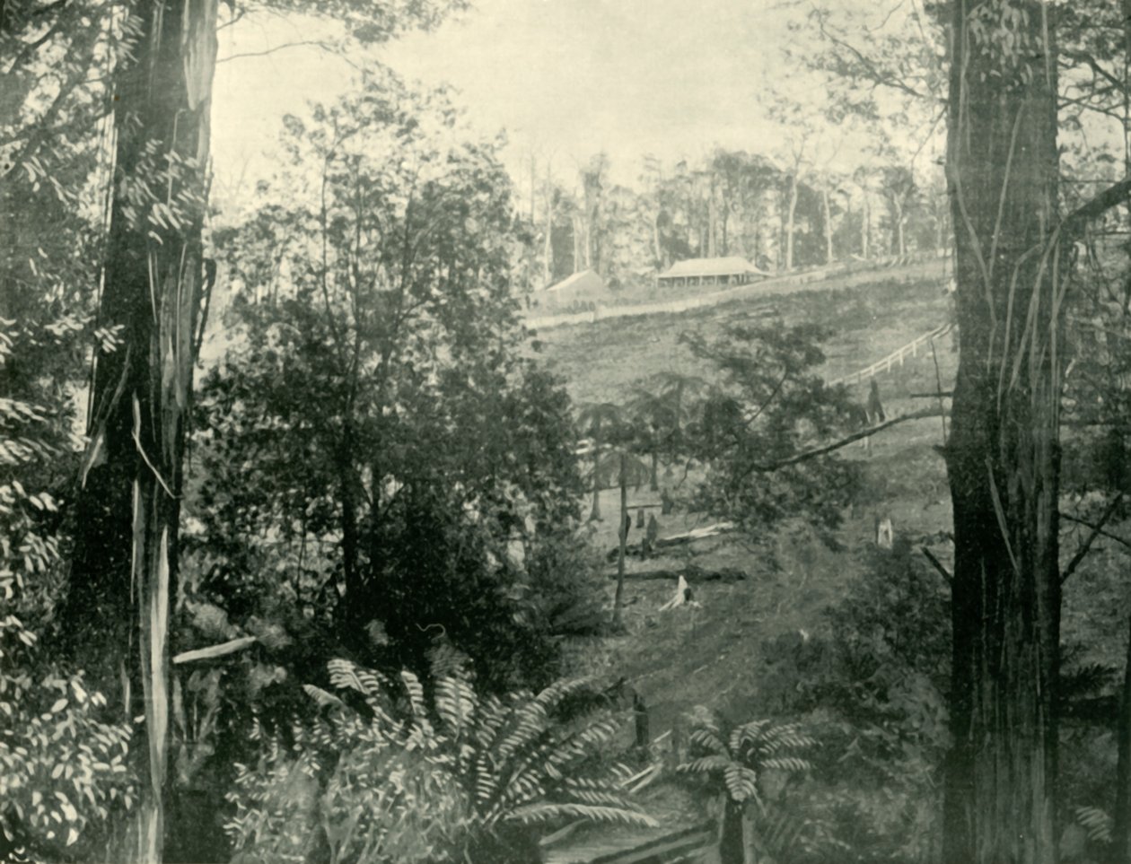 Scena a Upper Gembrook, Victoria, 1901 da Unbekannt