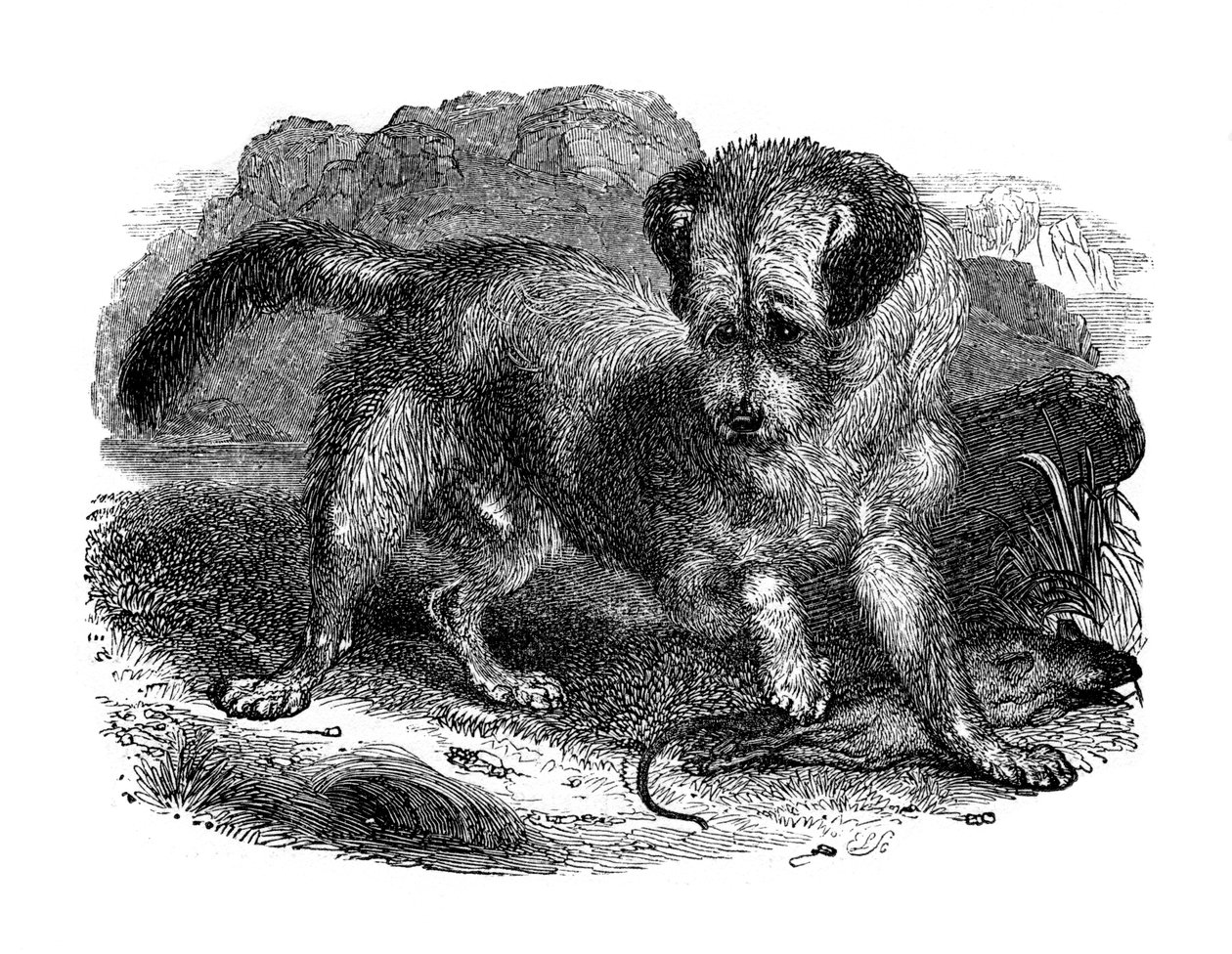 Terrier scozzese, 1848 da Unbekannt