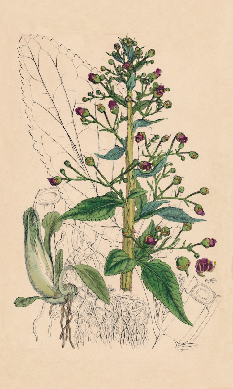 Scrophularia Ehrharti. Betonica d