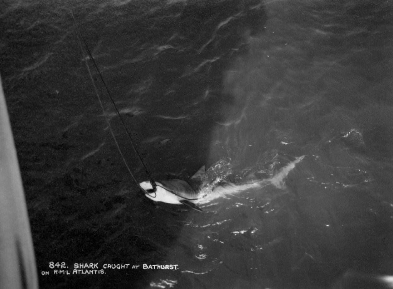 Squalo catturato dalla nave da crociera Atlantis, al largo di Bathurst, Gambia da Unbekannt