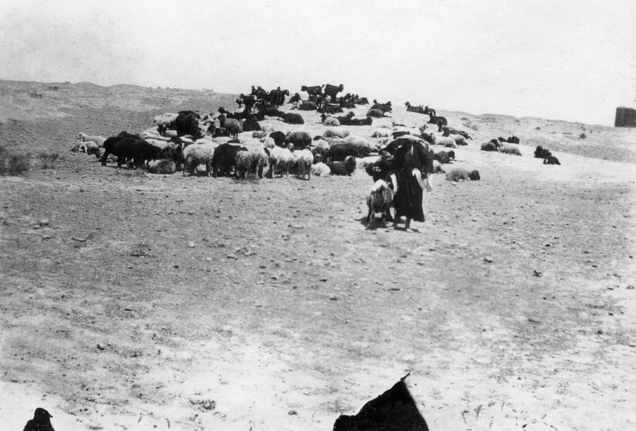 Pecore che pascolano fuori Samarra, Mesopotamia, 1918 da Unbekannt