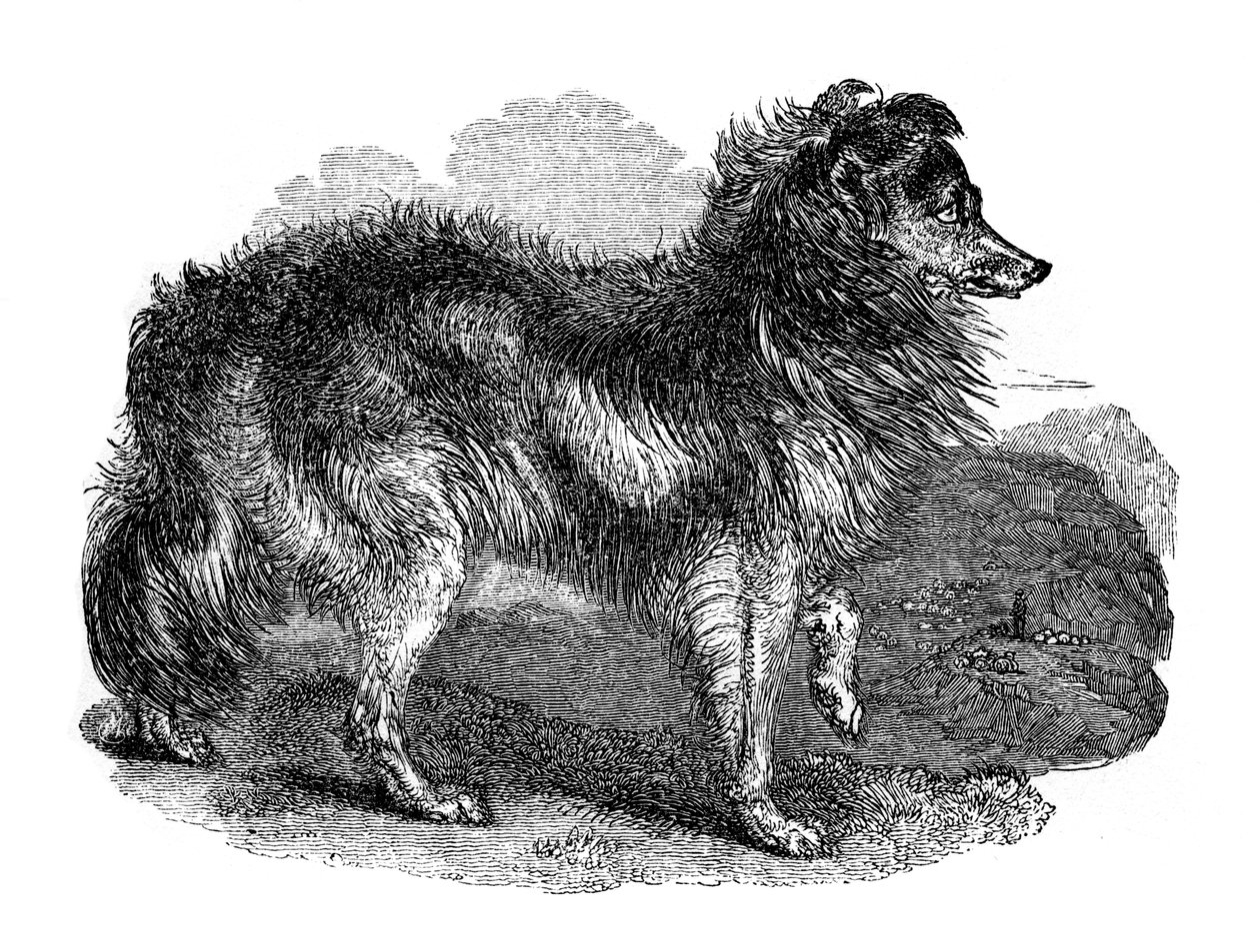 Cane da pastore, 1848 da Unbekannt