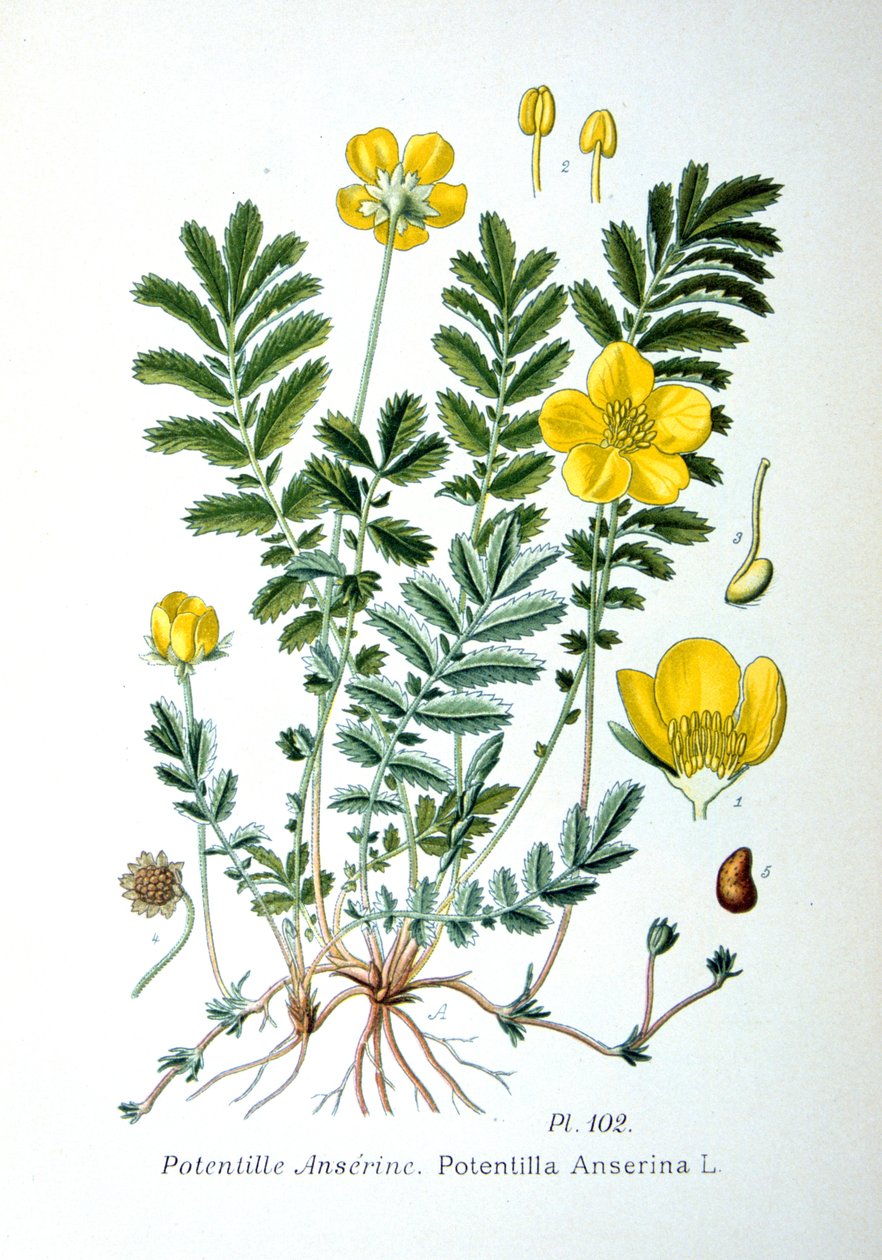 Silverweed, 1893 da Unbekannt