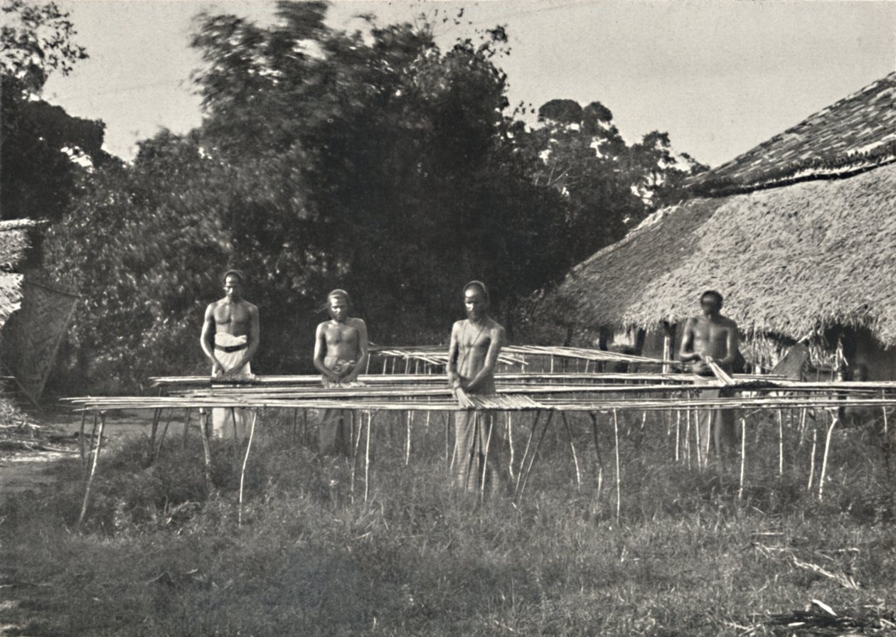 Lavoratori di cannella singalesi al lavoro, 1926 da Unbekannt
