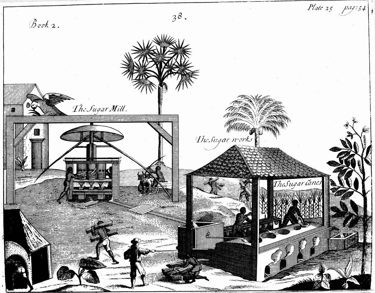 Lavoro degli schiavi in una piantagione di zucchero nelle Indie Occidentali, 1725 da Unbekannt