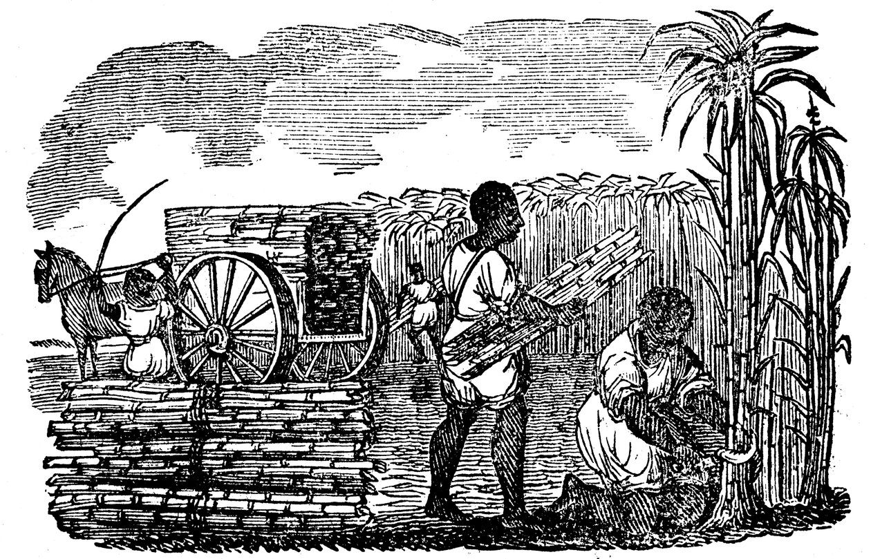 Schiavi che raccolgono canna da zucchero in Louisiana, 1833 da Unbekannt