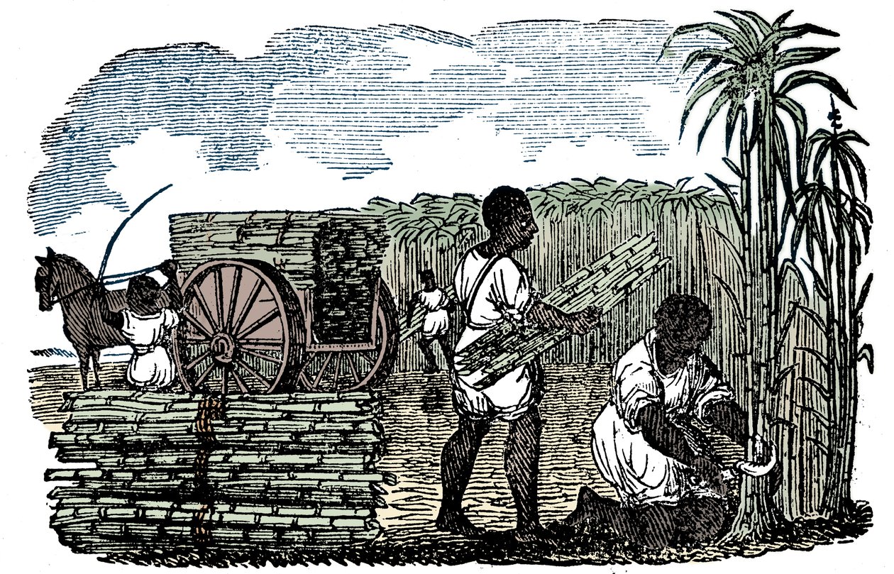 Schiavi che raccolgono canna da zucchero in Louisiana, 1833 da Unbekannt
