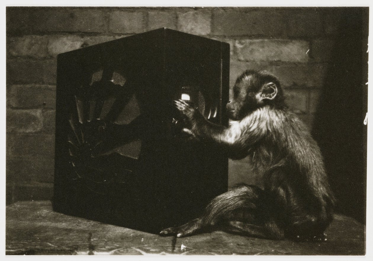 Piccola scimmia che gioca con le manopole di una radio, scattata da un fotografo sconosciuto intorno al 1935 da Unbekannt