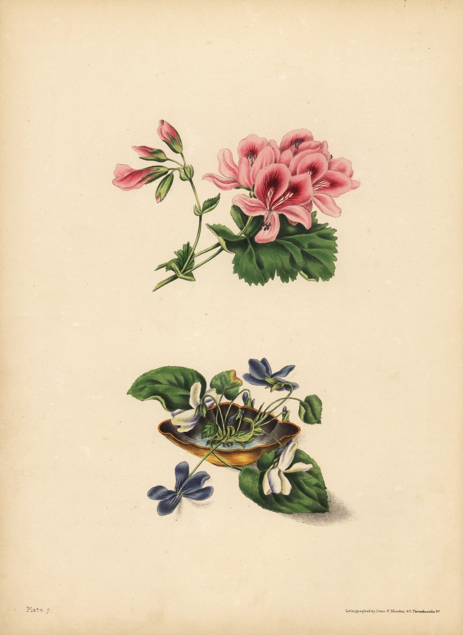 Geranio di Smith, Preferenza; Il fiore viola e bianco dolce, Purezza di sentimento, candore, modestia e innocenza da Unbekannt
