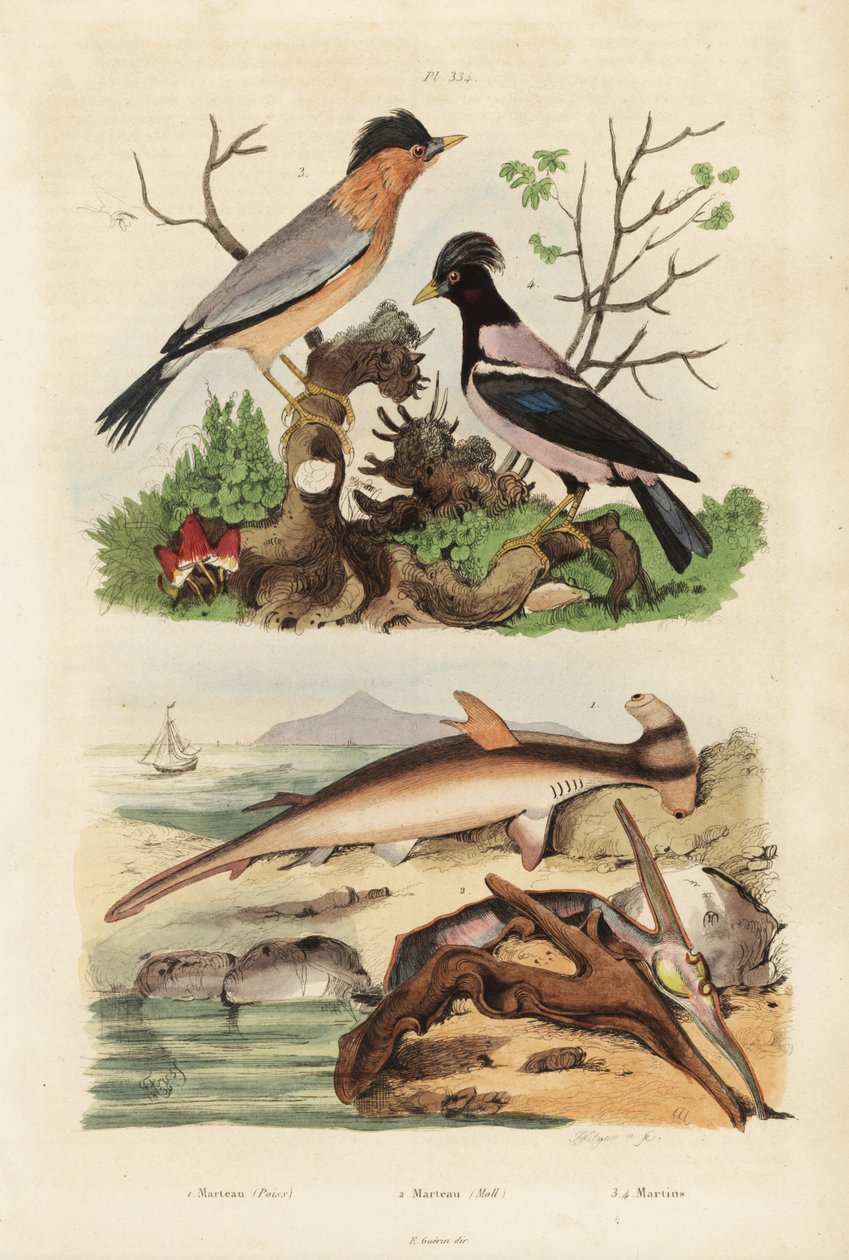 Squalo martello liscio, ostrica martello, storno bramino e storno roseo da Unbekannt