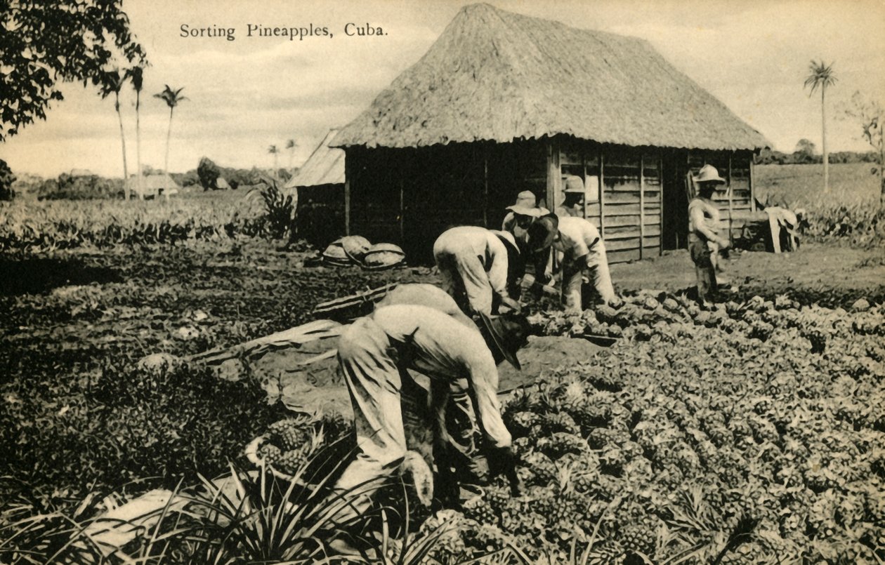 Smistamento degli ananas, Cuba, fine XIX - inizio XX secolo da Unbekannt