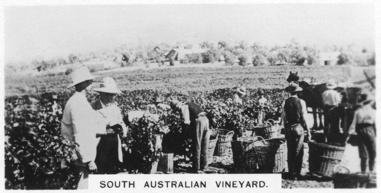 Vigneto del Sud Australia, 1928 da Unbekannt