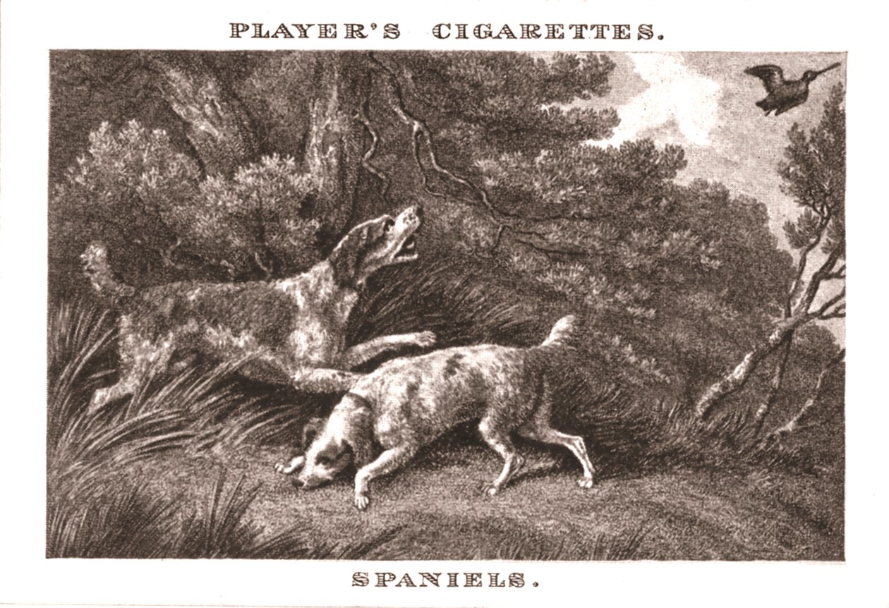 Spaniel, 1924 da Unbekannt