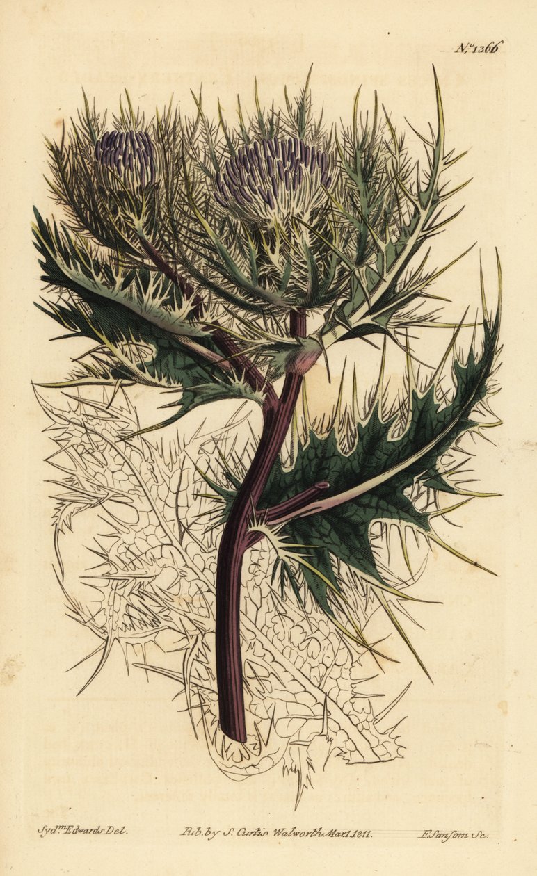 Cardo spinosissimo, Cirsium spinosissimum (Cnicus spinosissimus a testa piumata) da Unbekannt
