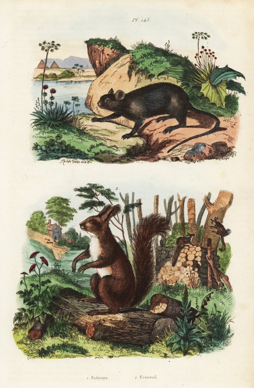 Ratto arboricolo spinoso, Echimys chrysurus, e scoiattolo rosso eurasiatico, Sciurus vulgaris da Unbekannt