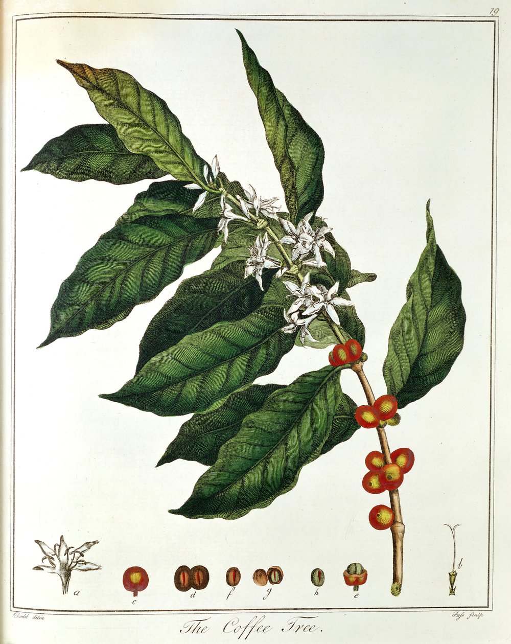 Ramo di Caffè Coffea arabica con fiori e bacche, 1798 da Unbekannt
