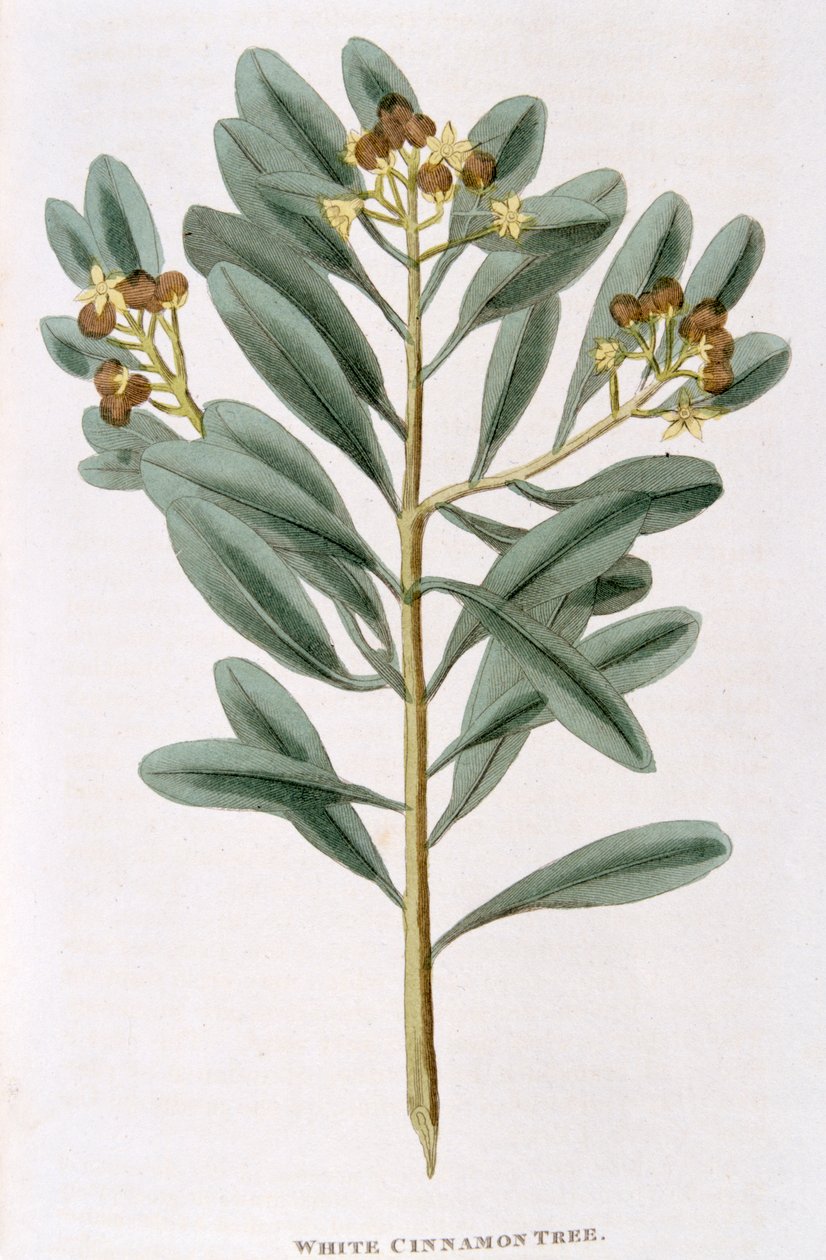 Ramo di cannella bianca Canella alba, 1823 da Unbekannt
