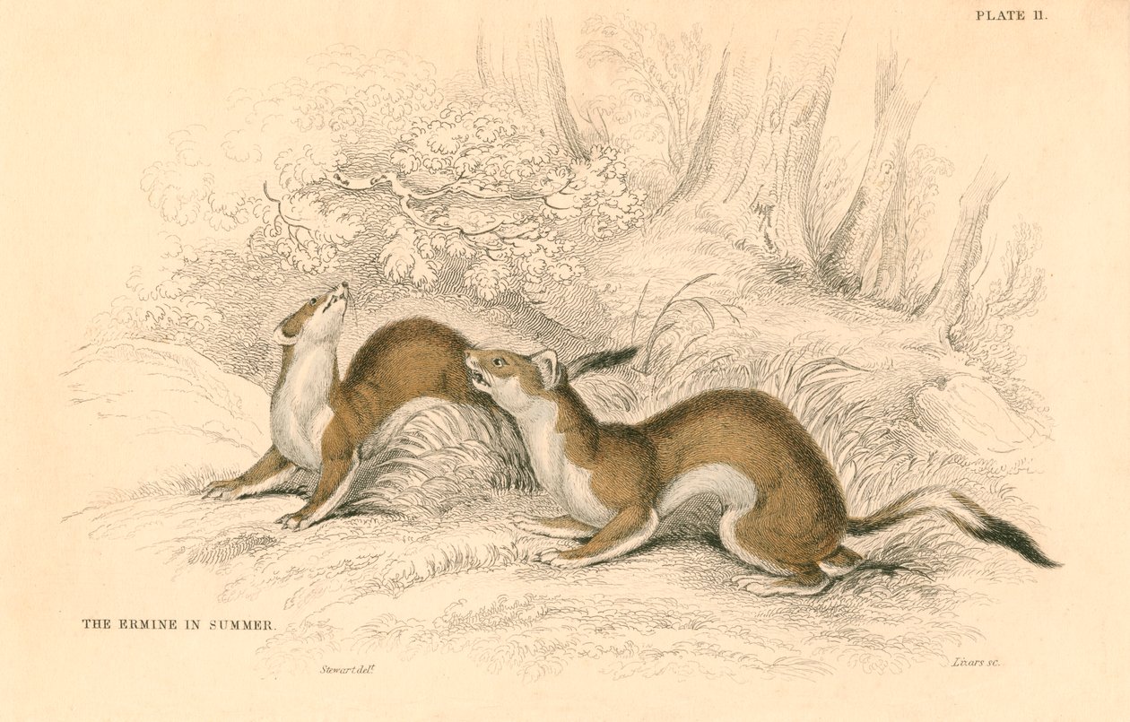 Donnola Mustela erminea, membro della famiglia dei mustelidi, 1828 da Unbekannt