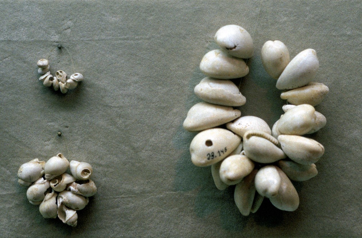 Fili di conchiglie di cauri da Unbekannt